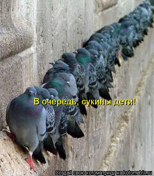 В очередь, сукины дети!... Котоматрица: В очередь, сукины дети!