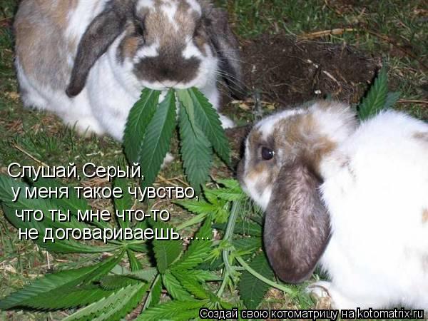 Слушай,Серый, у меня такое чувство, что ты мне что-то не договариваешь......... Котоматрица: Слушай,Серый, у меня такое чувство, что ты мне что-то не договариваешь......