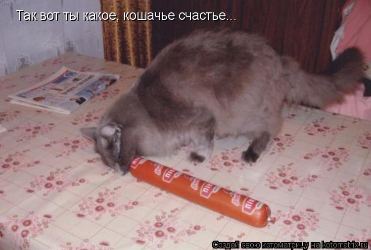 Так вот ты какое, кошачье счастье...... Котоматрица: Так вот ты какое, кошачье счастье...