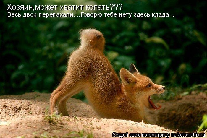 Хозяин,может хватит копать??? Весь двор перепахали....Говорю тебе,нету здесь клада...... Котоматрица: Хозяин,может хватит копать??? Весь двор перепахали....Говорю тебе,нету здесь клада...