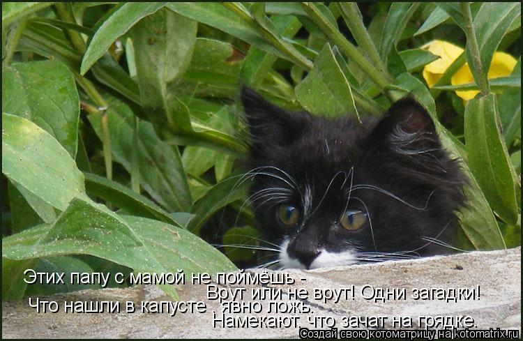 Этих папу с мамой не поймёшь - Врут или не врут! Одни загадки! Что нашли в капусте – явно ложь. ... Котоматрица: Этих папу с мамой не поймёшь - Врут или не врут! Одни загадки! Что нашли в капусте – явно ложь. Намекают, что зачат на грядке.