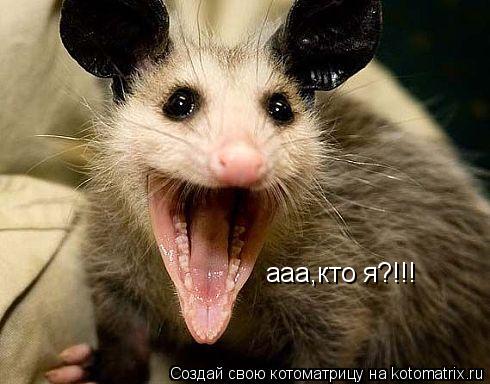 ааа,кто я?!!!... Котоматрица: ааа,кто я?!!!