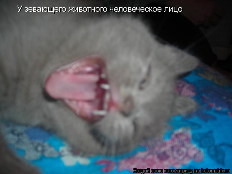У зевающего животного человеческое лицо... Котоматрица: У зевающего животного человеческое лицо