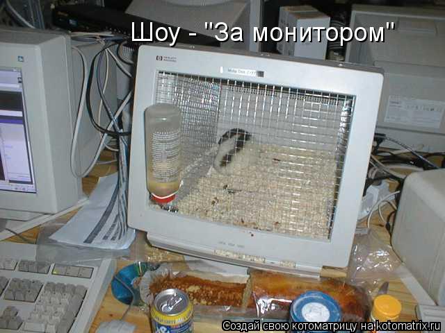 Шоу - "За монитором"... Котоматрица: Шоу - "За монитором"