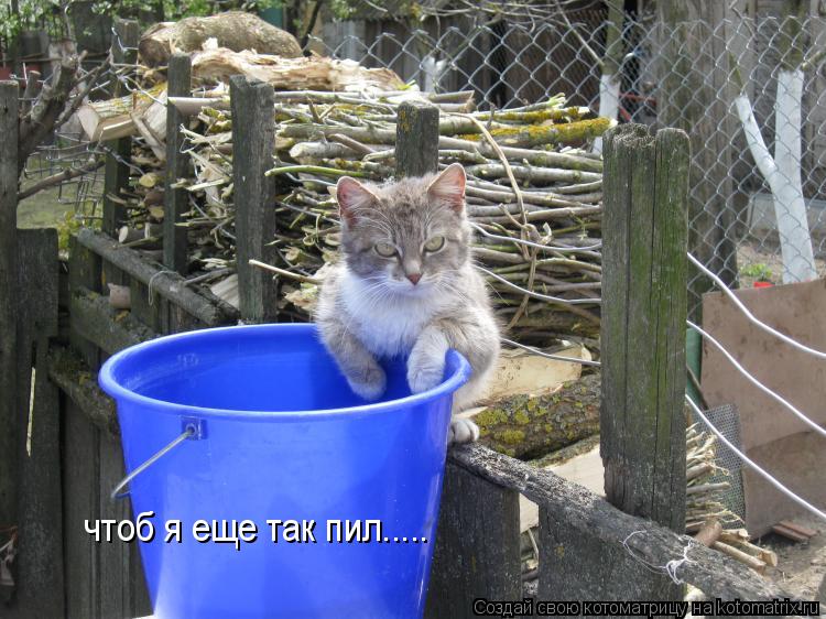 чтоб я еще так пил........ Котоматрица: чтоб я еще так пил.....