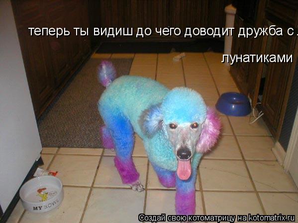 теперь ты видиш до чего доводит дружба с лунатиками лунатиками... Котоматрица: теперь ты видиш до чего доводит дружба с лунатиками лунатиками