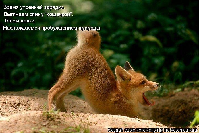 Время утренней зарядки. Выгинаем спину "кошечкой". Наслаждаемся пробуждением природы. Тянем лапки.... Котоматрица: Время утренней зарядки. Выгинаем спину "кошечкой". Наслаждаемся пробуждением природы. Тянем лапки.