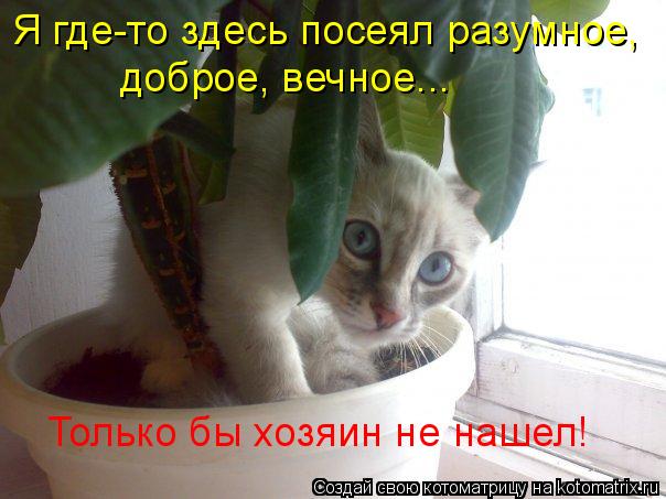 Только бы хозяин не нашел! Я где-то здесь посеял разумное, доброе, вечное...... Котоматрица: Только бы хозяин не нашел! Я где-то здесь посеял разумное, доброе, вечное...