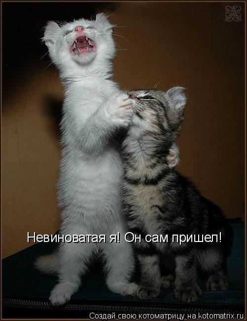 Невиноватая я! Он сам пришел!... Котоматрица: Невиноватая я! Он сам пришел!