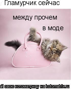 Гламурчик сейчас между прочем в моде... Котоматрица: Гламурчик сейчас между прочем в моде