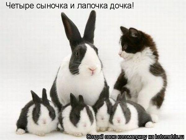Четыре сыночка и лапочка дочка!... Котоматрица: Четыре сыночка и лапочка дочка!
