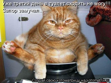 Уже третий день в туалет сходить не могу!!! Запор замучал...... Котоматрица: Уже третий день в туалет сходить не могу!!! Запор замучал...