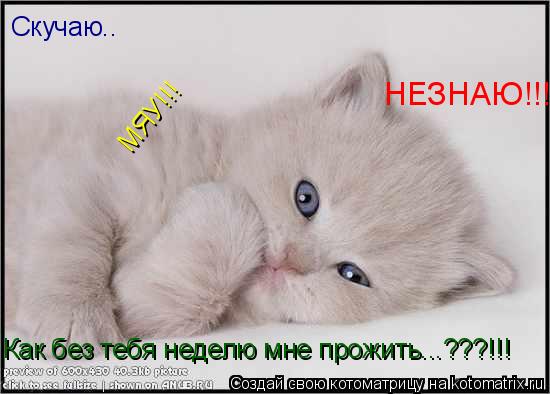 МЯУ!!! Скучаю.. Скучаю.. Как без тебя неделю мне прожить...???!!! НЕЗНАЮ!!!!!... Котоматрица: МЯУ!!! Скучаю.. Скучаю.. Как без тебя неделю мне прожить...???!!! НЕЗНАЮ!!!!!