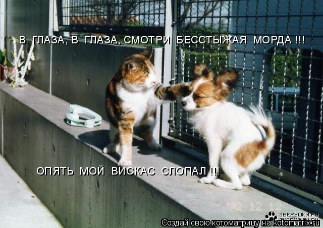 В ГЛАЗА, В ГЛАЗА, СМОТРИ БЕССТЫЖАЯ МОРДА !!! ОПЯТЬ МОЙ ВИСКАС СЛОПАЛ !!!... Котоматрица: В ГЛАЗА, В ГЛАЗА, СМОТРИ БЕССТЫЖАЯ МОРДА !!! ОПЯТЬ МОЙ ВИСКАС СЛОПАЛ !!!