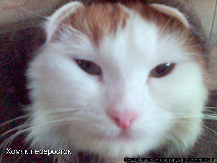 Хомяк-переросток... Котоматрица: Хомяк-переросток