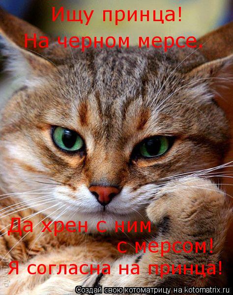 Ищу принца! На черном мерсе. Да хрен с ним с мерсом! Я согласна на принца!... Котоматрица: Ищу принца! На черном мерсе. Да хрен с ним с мерсом! Я согласна на принца!