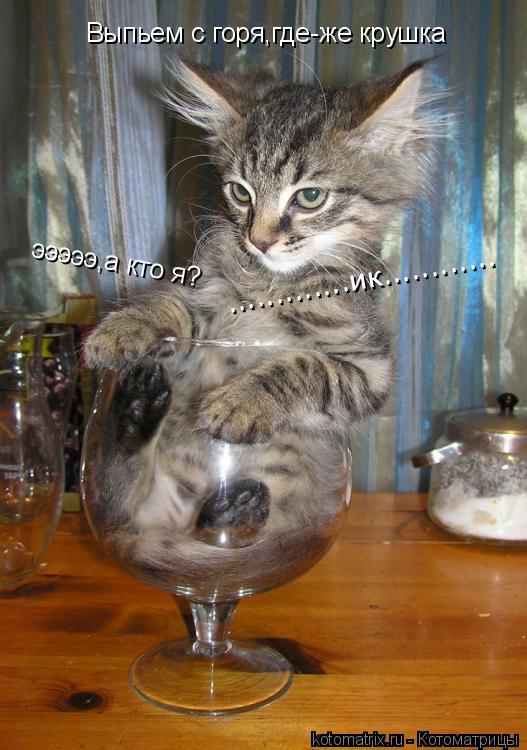 Выпьем с горя,где-же крушка .............ик............ эээээ,а кто я?... Котоматрица: Выпьем с горя,где-же крушка .............ик............ эээээ,а кто я?