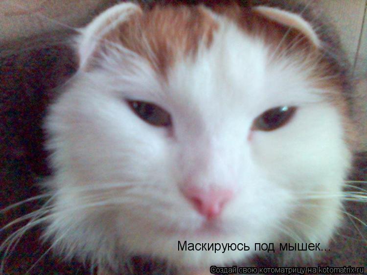 Маскируюсь под мышек...... Котоматрица: Маскируюсь под мышек...