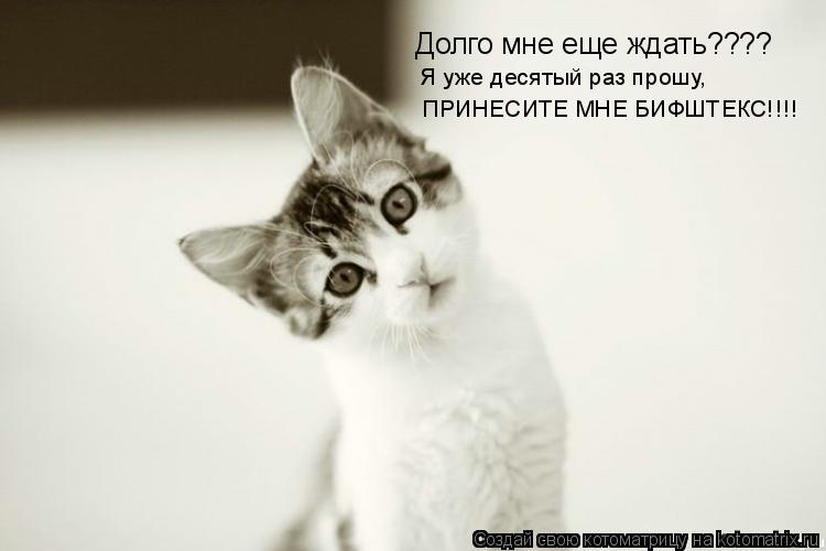Долго мне еще ждать???? Я уже десятый раз прошу, ПРИНЕСИТЕ МНЕ БИФШТЕКС!!!!... Котоматрица: Долго мне еще ждать???? Я уже десятый раз прошу, ПРИНЕСИТЕ МНЕ БИФШТЕКС!!!!