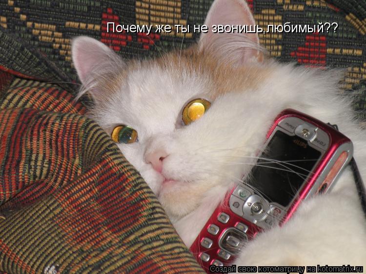 Почему же ты не звонишь,любимый??... Котоматрица: Почему же ты не звонишь,любимый??