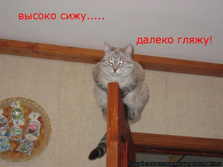 высоко сижу..... далеко гляжу! далеко гляжу!... Котоматрица: высоко сижу..... далеко гляжу! далеко гляжу!