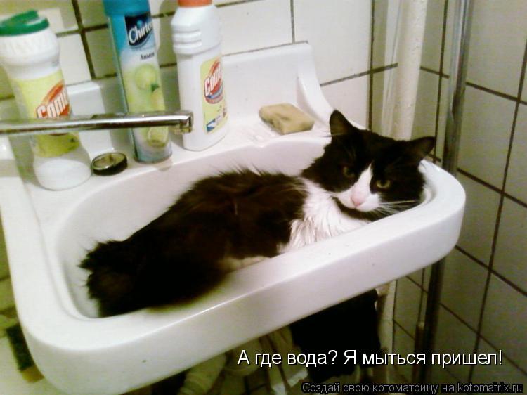 А где вода? Я мыться пришел!... Котоматрица: А где вода? Я мыться пришел!