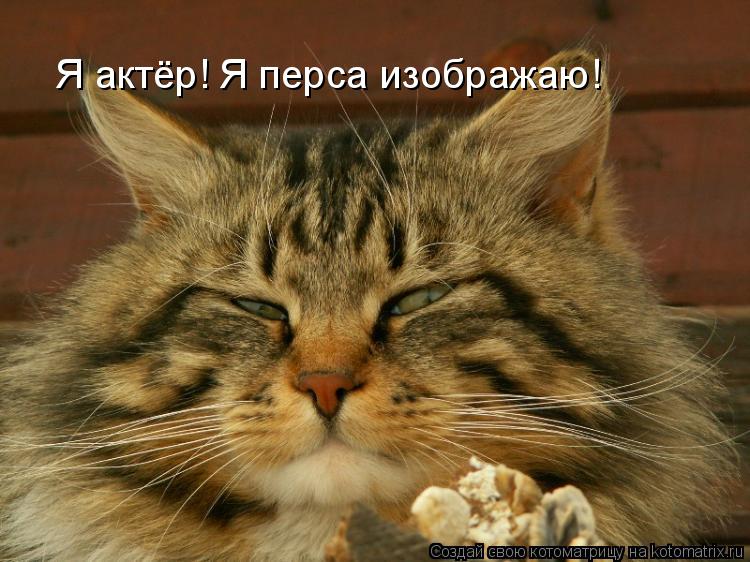 Я актёр! Я перса изображаю!... Котоматрица: Я актёр! Я перса изображаю!