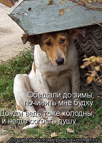 Обещали до зимы, починить мне будку. Дожди ведь,тоже холодны, и негде согреть душу.... Котоматрица: Обещали до зимы, починить мне будку. Дожди ведь,тоже холодны, и негде согреть душу.