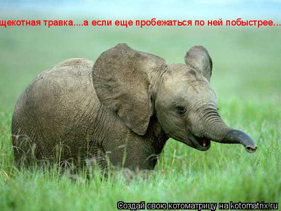 щекотная травка....а если еще пробежаться по ней побыстрее...... Котоматрица: щекотная травка....а если еще пробежаться по ней побыстрее...
