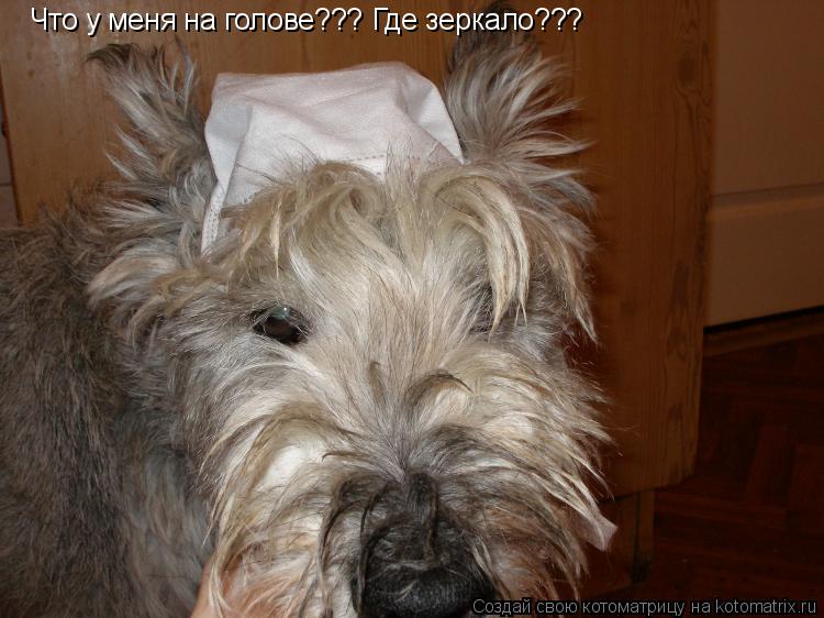 Котоматрица: Что у меня на голове??? Где зеркало???