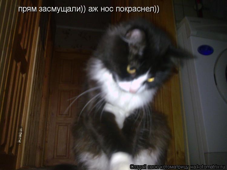 Котоматрица: прям засмущали)) аж нос покраснел))