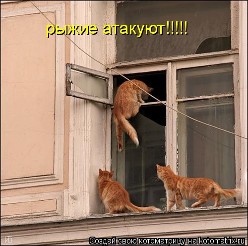 рыжие атакуют!!!!!... Котоматрица: рыжие атакуют!!!!!
