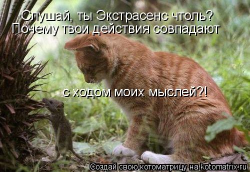 Слушай, ты Экстрасенс чтоль? Почему твои действия совпадают с ходом моих мыслей?!... Котоматрица: Слушай, ты Экстрасенс чтоль? Почему твои действия совпадают с ходом моих мыслей?!