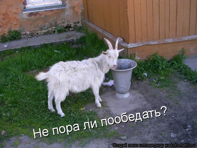 Не пора ли пообедать?... Котоматрица: Не пора ли пообедать?