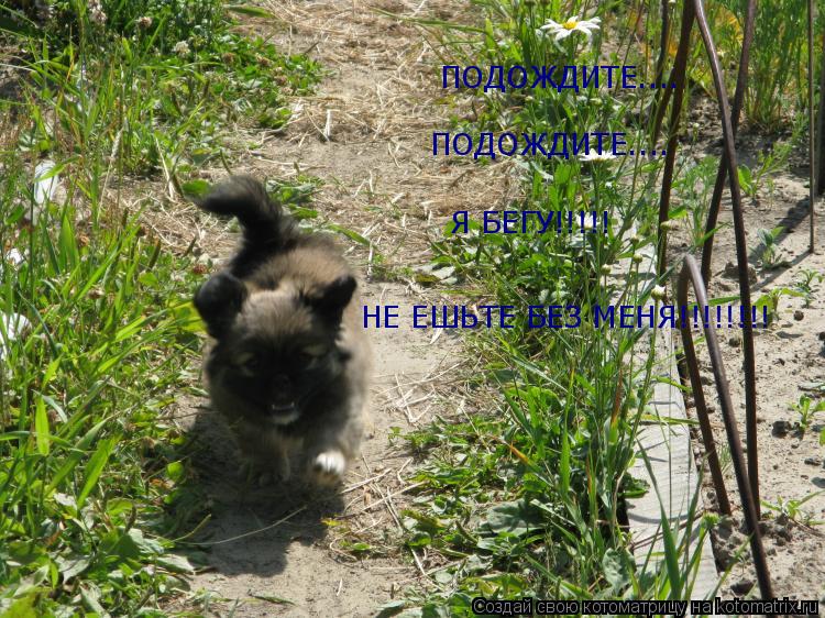 ПОДОЖДИТЕ.... ПОДОЖДИТЕ.... Я БЕГУ!!!!! НЕ ЕШЬТЕ БЕЗ МЕНЯ!!!!!!!!... Котоматрица: ПОДОЖДИТЕ.... ПОДОЖДИТЕ.... Я БЕГУ!!!!! НЕ ЕШЬТЕ БЕЗ МЕНЯ!!!!!!!!