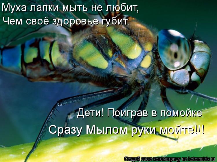 Муха лапки мыть не любит, Чем своё здоровье губит. Дети! Поиграв в помойке Сразу Мылом руки мойте!!!... Котоматрица: Муха лапки мыть не любит, Чем своё здоровье губит. Дети! Поиграв в помойке Сразу Мылом руки мойте!!!