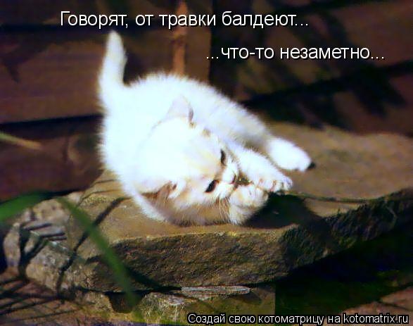 Говорят, от травки балдеют... ...что-то незаметно...... Котоматрица: Говорят, от травки балдеют... ...что-то незаметно...