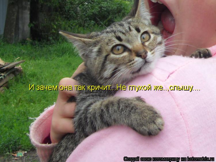 И зачем она так кричит...Не глухой же..,слышу....... Котоматрица: И зачем она так кричит...Не глухой же..,слышу....