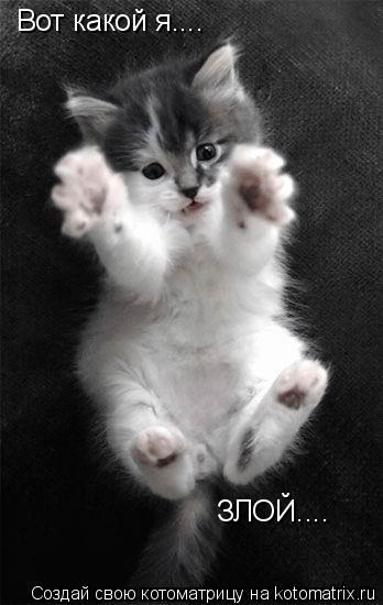 Котоматрица: Вот какой я.... ЗЛОЙ....