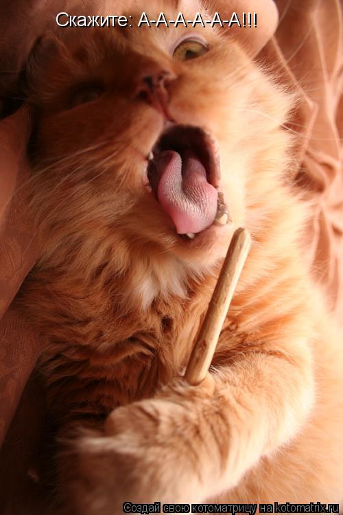 Скажите: А-А-А-А-А-А!!!... Котоматрица: Скажите: А-А-А-А-А-А!!!