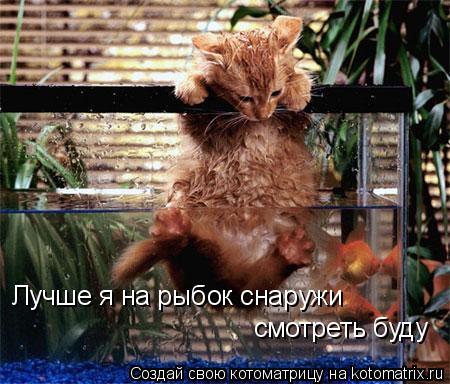 Котоматрица: Лучше я на рыбок снаружи  смотреть буду