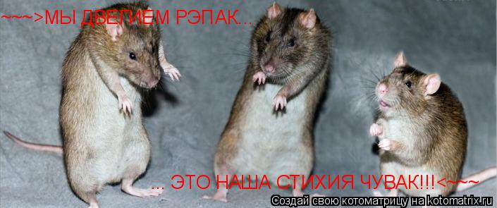 ~~~>МЫ ДВЕГИЕМ РЭПАК... ... ЭТО НАША СТИХИЯ ЧУВАК!!!<~~~... Котоматрица: ~~~>МЫ ДВЕГИЕМ РЭПАК... ... ЭТО НАША СТИХИЯ ЧУВАК!!!<~~~