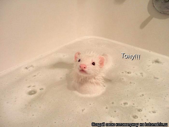 Котоматрица: Тону!!!
