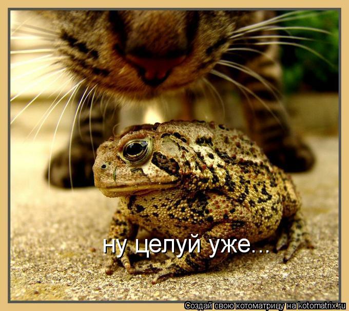 Котоматрица: ну целуй уже...