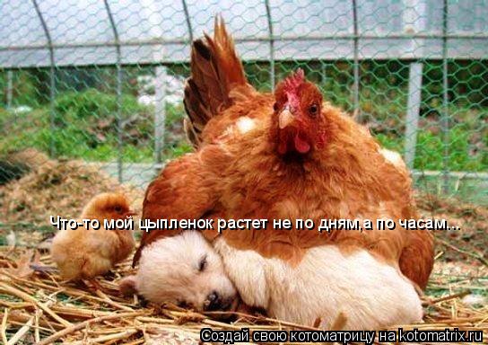 Что-то мой цыпленок растет не по дням,а по часам...... Котоматрица: Что-то мой цыпленок растет не по дням,а по часам...