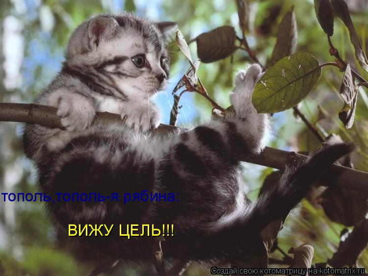 тополь,тополь-я рябина: ВИЖУ ЦЕЛЬ!!!... Котоматрица: тополь,тополь-я рябина: ВИЖУ ЦЕЛЬ!!!