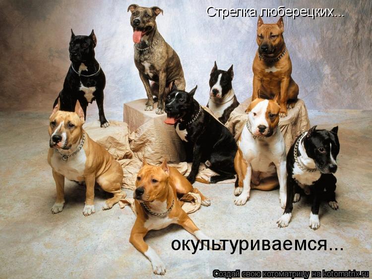 Стрелка люберецких... окультуриваемся...... Котоматрица: Стрелка люберецких... окультуриваемся...