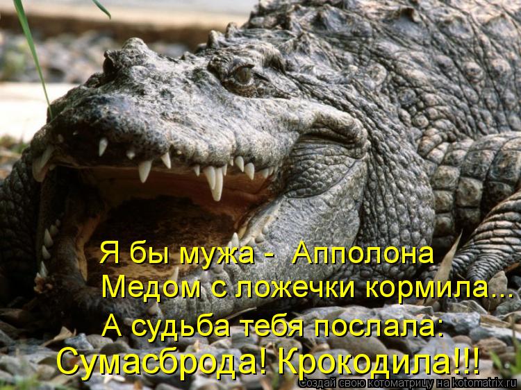 Медом с ложечки кормила... А судьба тебя послала: Я бы мужа - Апполона Сумасброда! Крокодила!!!... Котоматрица: Медом с ложечки кормила... А судьба тебя послала: Я бы мужа - Апполона Сумасброда! Крокодила!!!