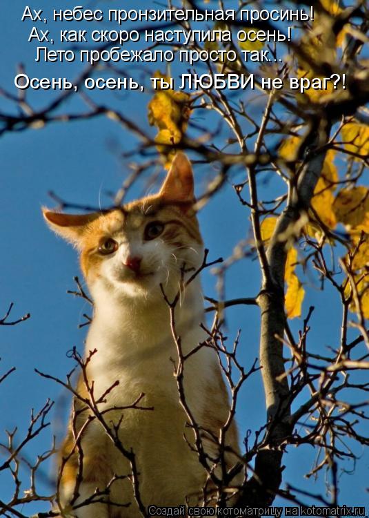 Ах, небес пронзительная просинь! Ах, как скоро наступила осень! Лето пробежало просто так... Осень, о... Котоматрица: Ах, небес пронзительная просинь! Ах, как скоро наступила осень! Лето пробежало просто так... Осень, осень, ты ЛЮБВИ не враг?!