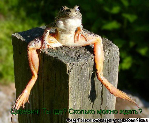 Царевич! Ты где? Сколько можно ждать?... Котоматрица: Царевич! Ты где? Сколько можно ждать?